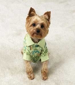 East Side Paisley Puppy Dog Polo Shirt XS Green Yorkie  